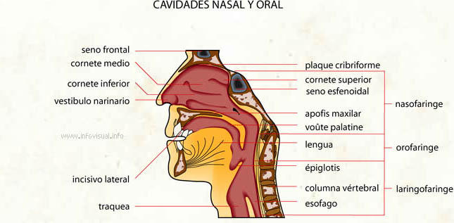 Fosa nasal - Cavidades nasal y oral (Diccionario visual)